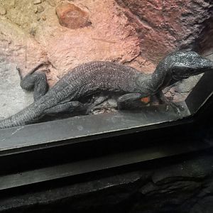 Black tree monitor at Philadelphia zoo 2015-03-08