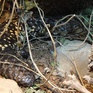 Shingleback skink at Philadelphia zoo 2015-03-08