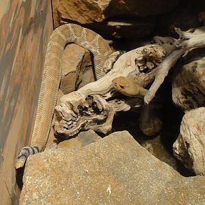 Red diamond rattlesnake at Philadelphia zoo 2015-03-08