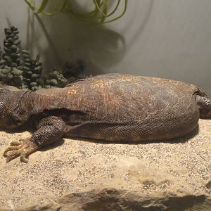 Spiny-tailed lizard at Philadelphia zoo 2015-03-08