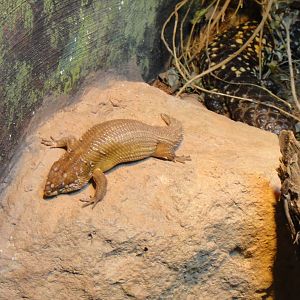 Hosmer's skink