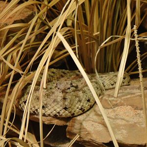 Sidewinder rattlesnake at Philadelphia zoo 2015-03-08