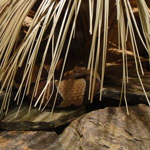 Broad-banded copperhead at Philadelphia zoo 2015-03-08