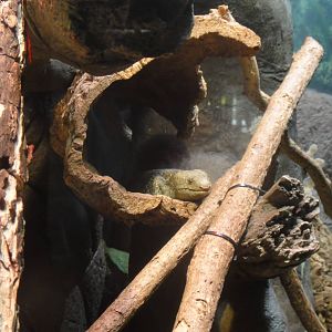 Prehensile-tailed skink