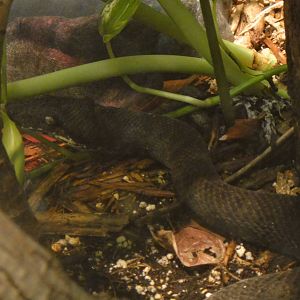 Solomon island tree boa at Philadelphia zoo 2015-03-08