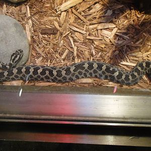 Eastern massasauga at Philadelphia zoo 2015-03-08