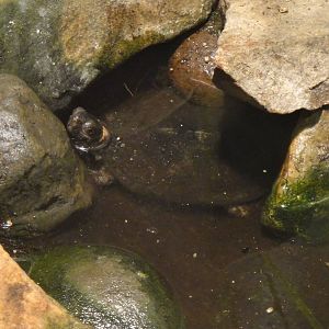 Bog turtle at Philadelphia zoo 2015-03-08