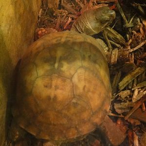 Eastern box turtle at Philadelphia zoo 2015-03-08