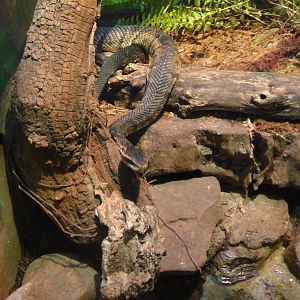 Cottonmouth at Philadelphia zoo 2015-03-08