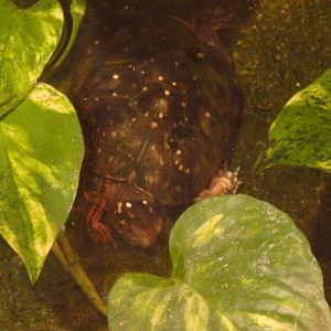 Spotted turtle at Philadelphia zoo 2015-03-08