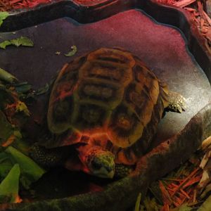 Flat-tailed spider tortoise at Philadelphia zoo 2015-03-08