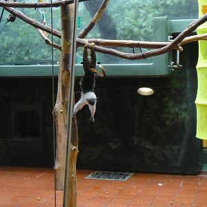 Pied tamarin at Philadelphia zoo 2015-03-08