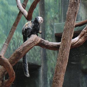 Geoffroy's marmoset