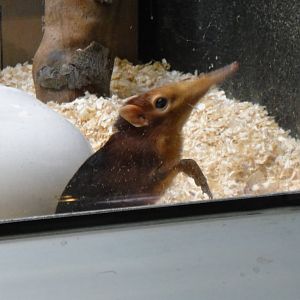 Blue and rufous giant elephant shrew at Philadelphia zoo 2015-03-08