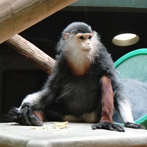 Red-shanked douc at Philadelphia zoo 2015-03-08