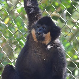 Buff-cheeked Gibbon