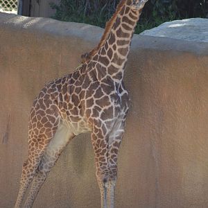 Masai Giraffe Youngster