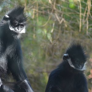 Francois's Langurs