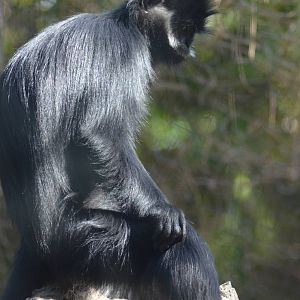 Francois's Langur