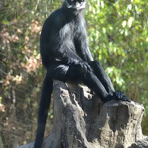Francois's Langur