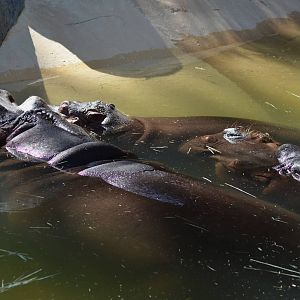 Hippo Family
