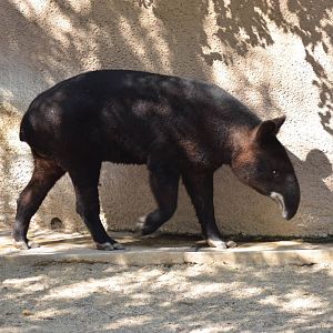 Mountain Tapir