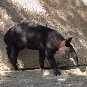 Mountain Tapir