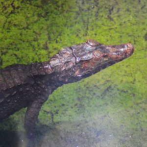 Dwarf Caiman