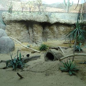 Rock squirrel enclosure