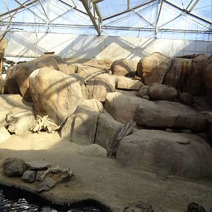 Rock hyrax enclosure