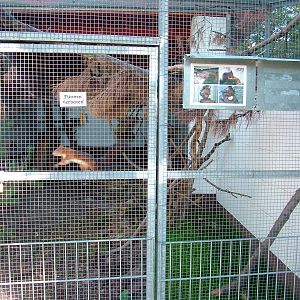 Squirrel Enclosure at Vogelpark Reilingen, 06/09/2010