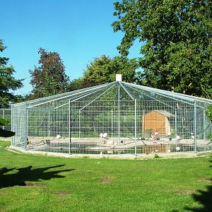 Maximum Security Flamingos at Vogelpark Oberhausen, 06/09/2010
