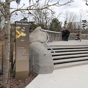 rhino exhibit viewing platform