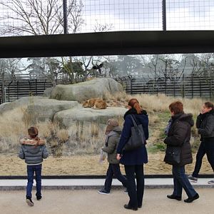 lion exhibit