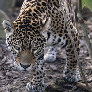 female jaguar