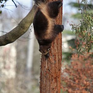 wolverine heading down