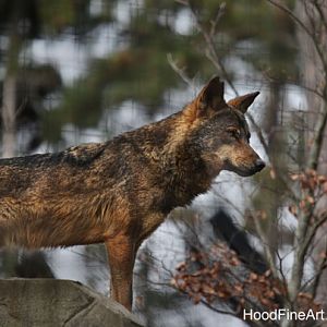 iberian wolf