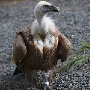 vulture
