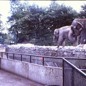 Viewing the Elephants, 1964