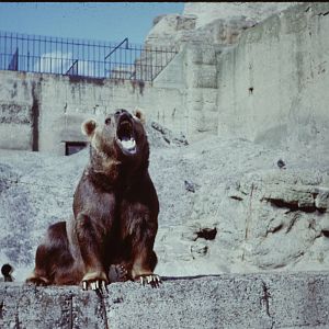 Brown Bear, 1964