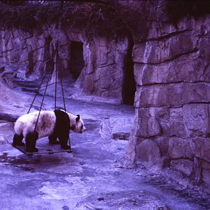 Chi Chi, September 1965