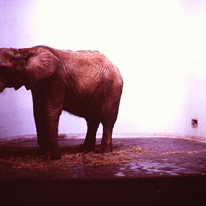 Diksie, September 1965