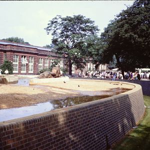 Elephants bathing, September 1967