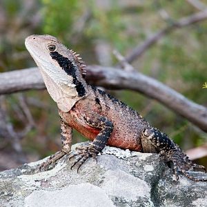 Eastern Water Dragon