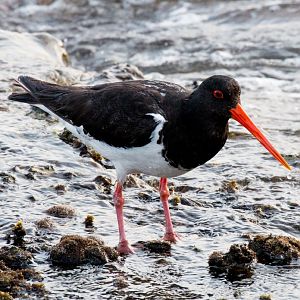 South Island Pied Oystercatcher