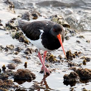 South Island Pied Oystercatcher
