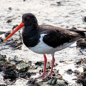South Island Pied Oystercatcher