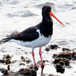 South Island Pied Oystercatcher