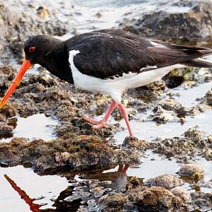 South Island Pied Oystercatcher