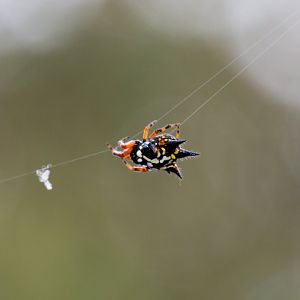 Two-spined Spider